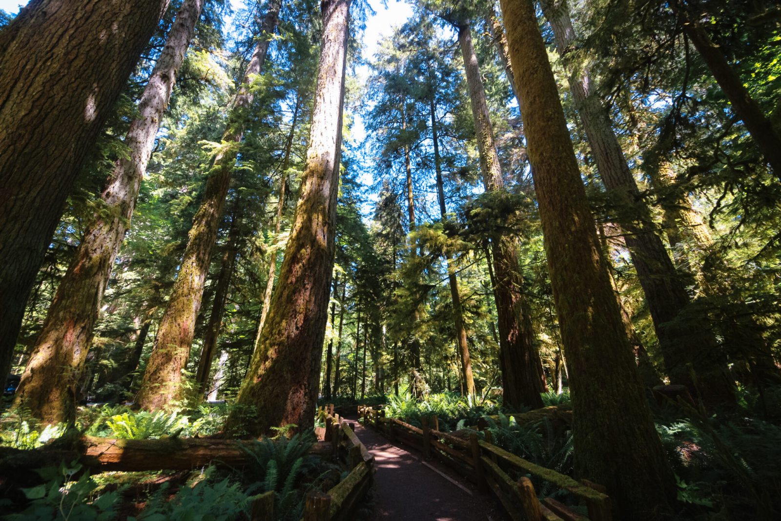 Cathedral Grove