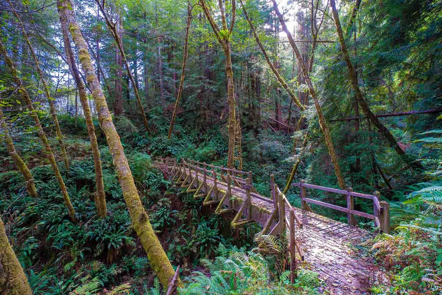 Redwood Creek Trail
