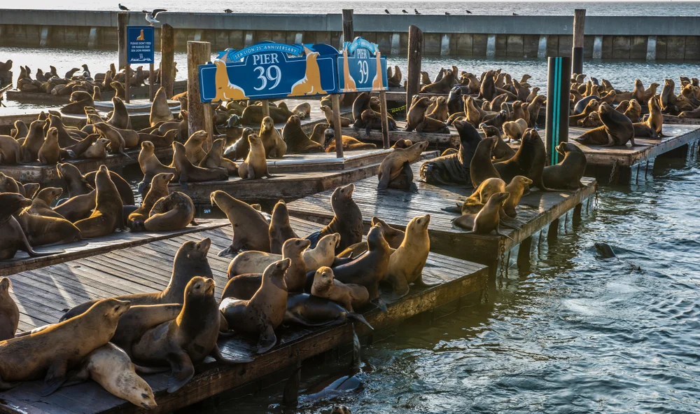 Pier 39