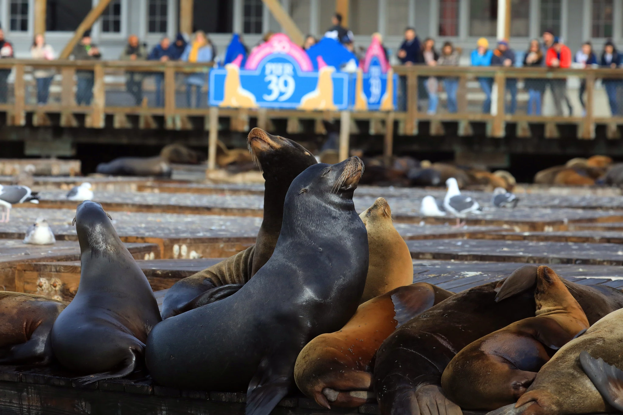 Pier 39 Sea Lions