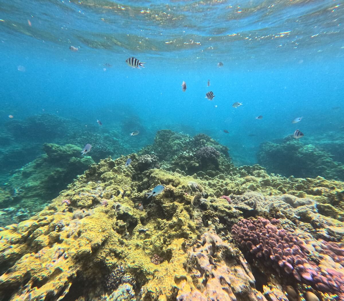 Trou aux Biches Reef Edge