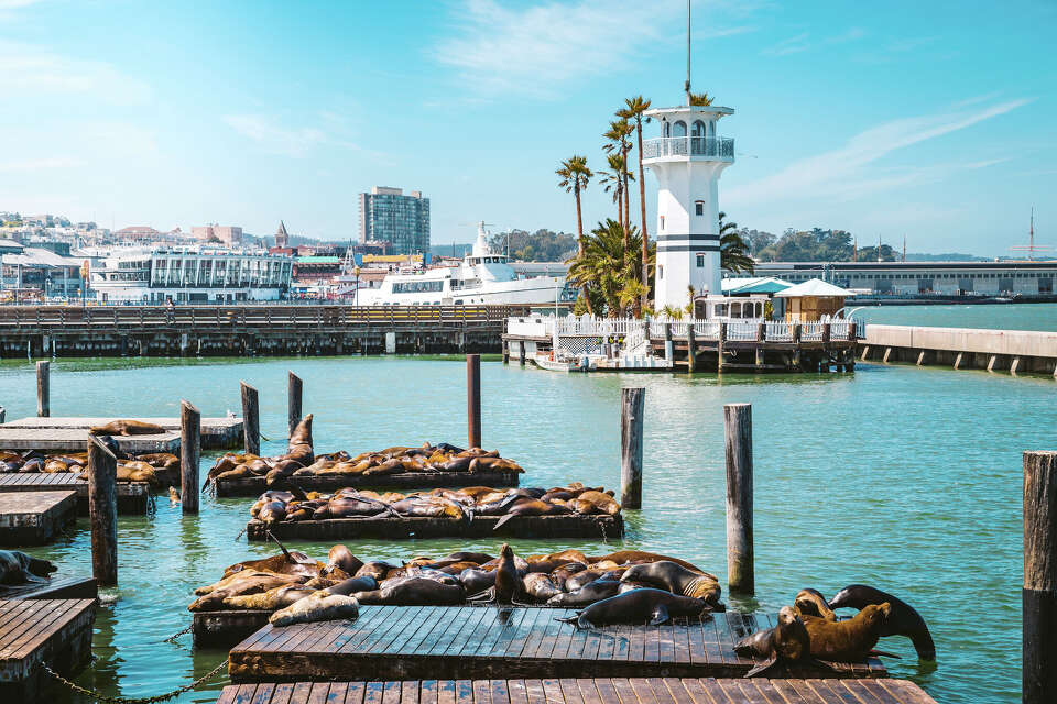 Sea Lion Docks
