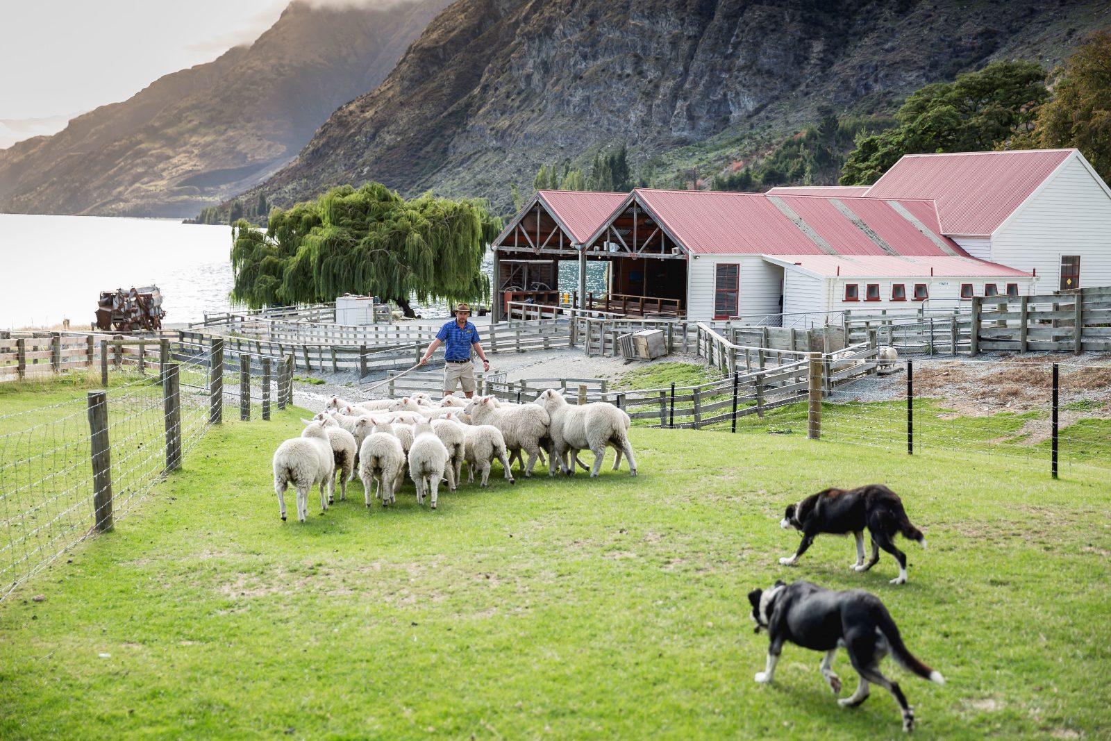 Walter Peak High Country Farm