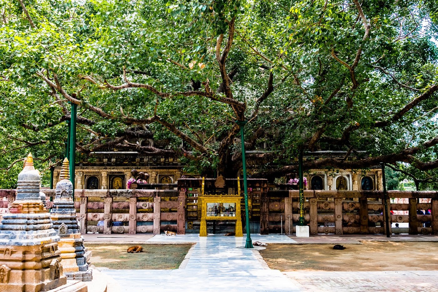 Sacred Bodhi Tree