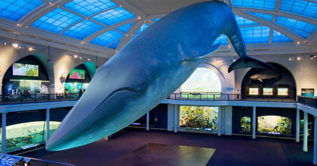 Fin Whale Skeleton