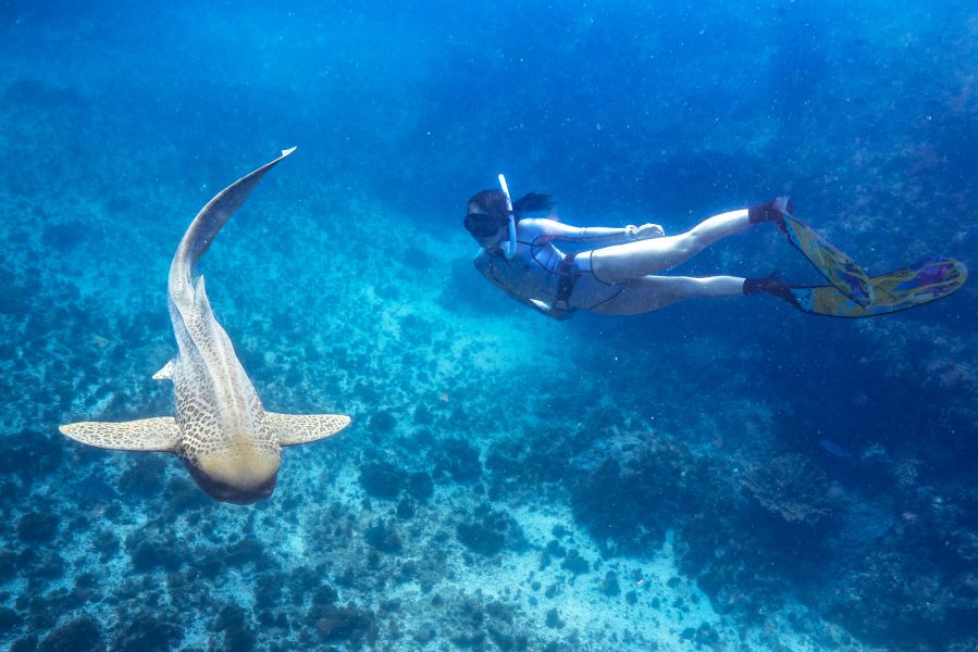 Your experience at Snorkeling La Jolla