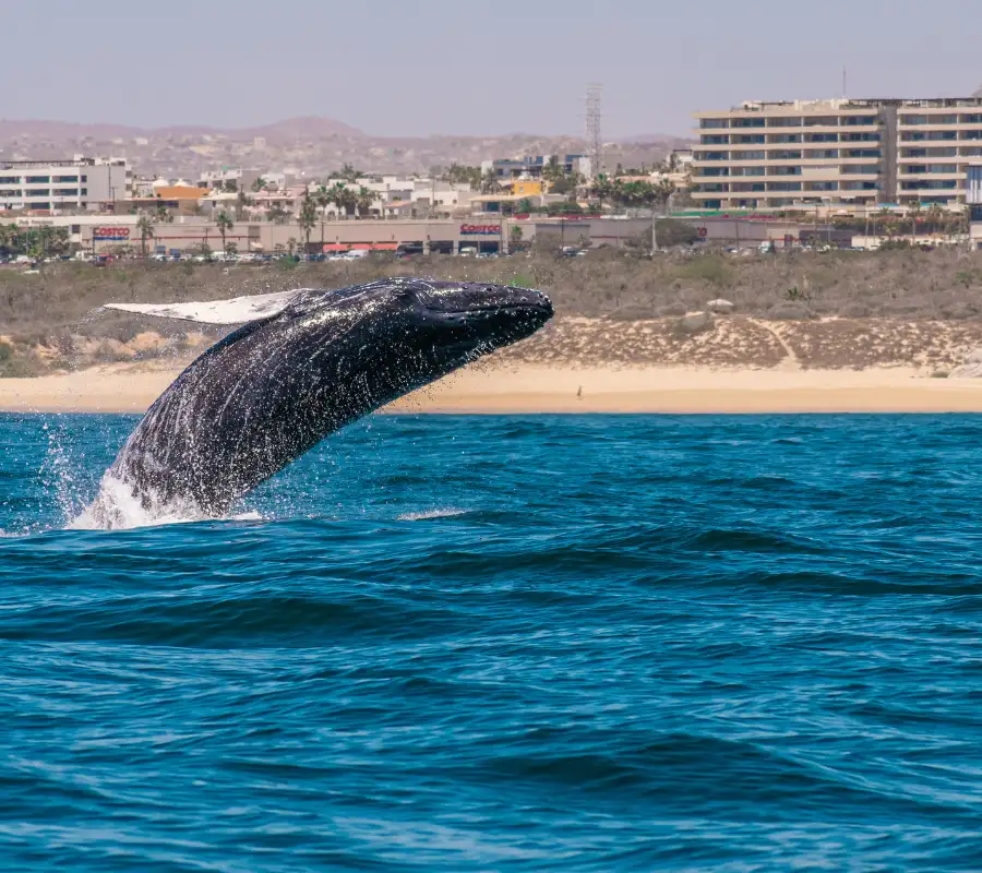 Glass Bottom Boat Fuerteventura