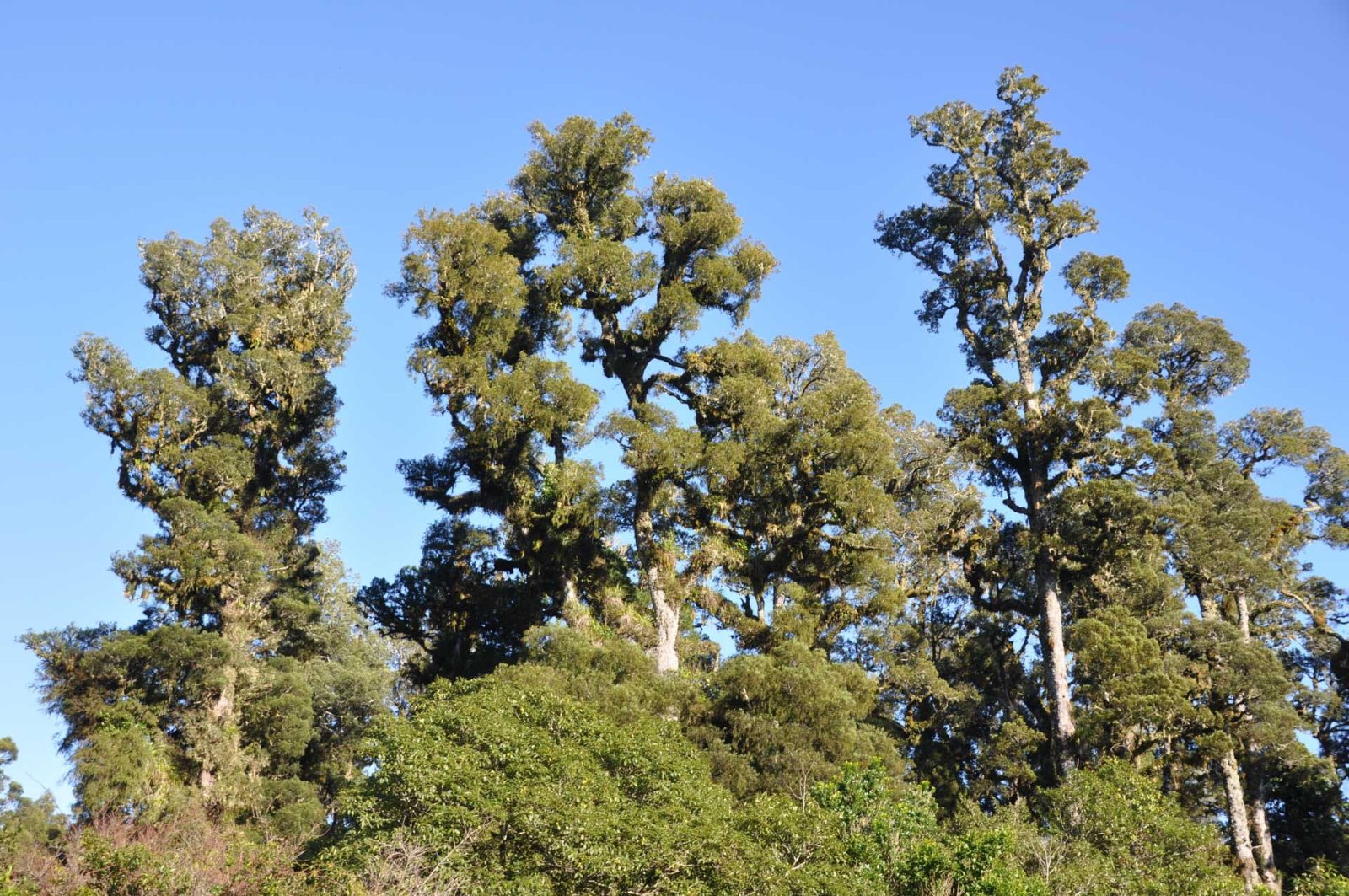 Kahikatea Canopy