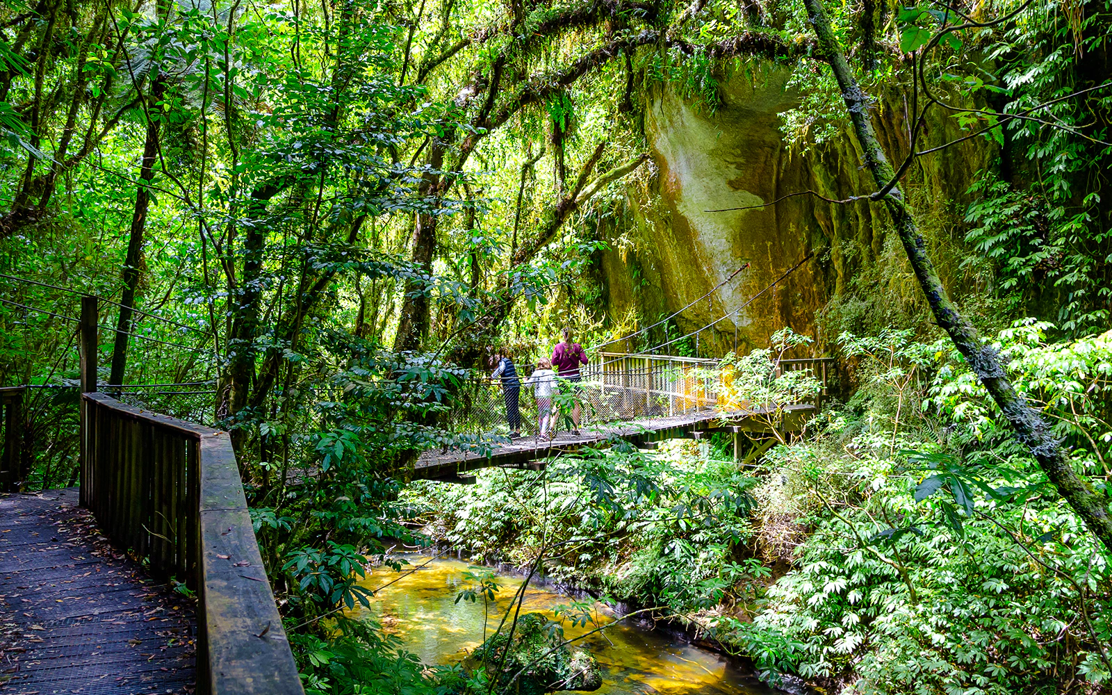 Forest Trail Walk