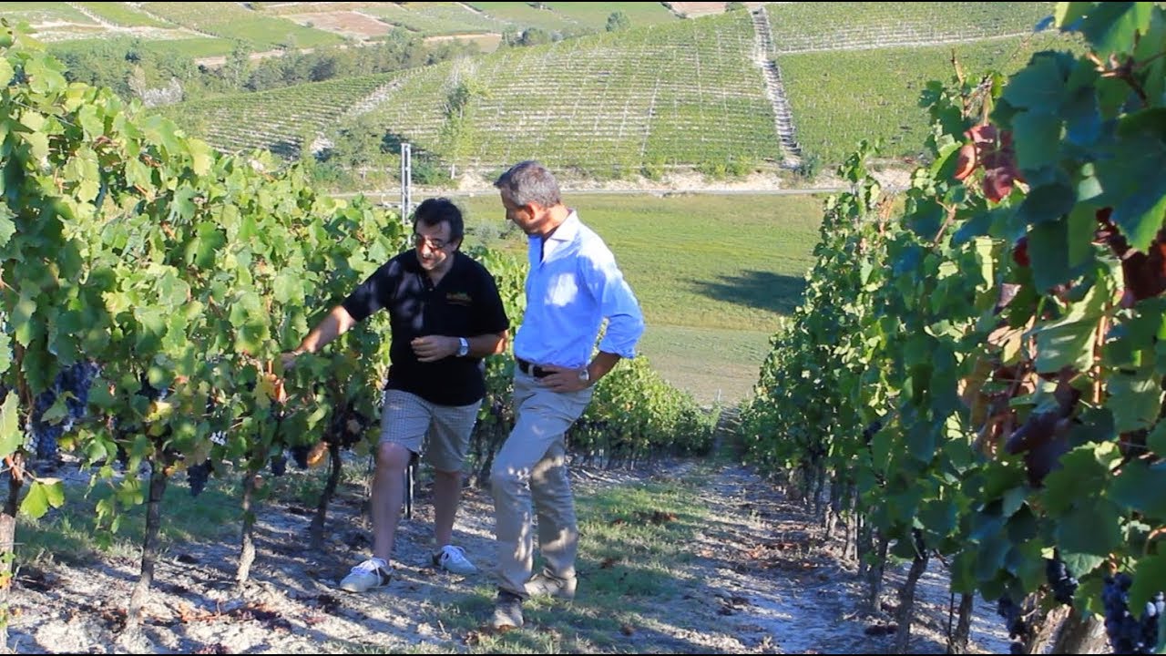 Vineyard Walk
