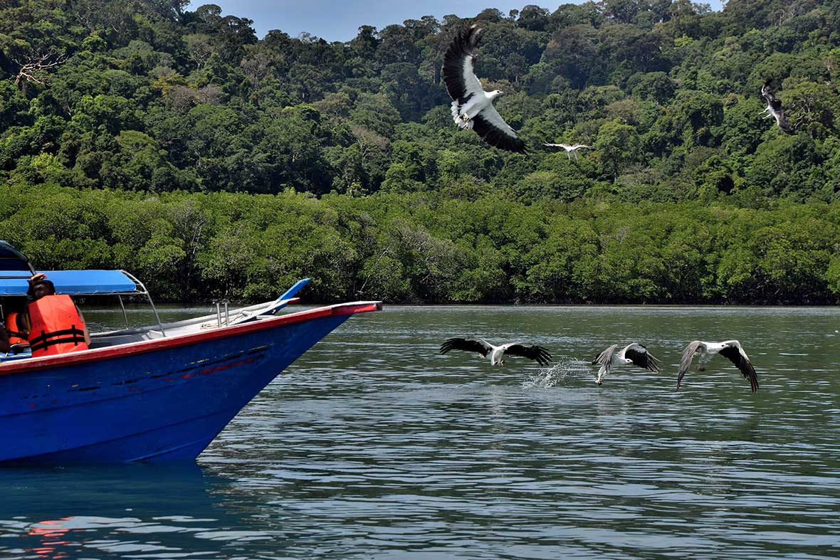 Pulau Singa Besar