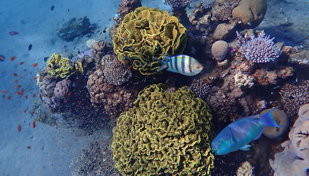 Marine Biodiversity