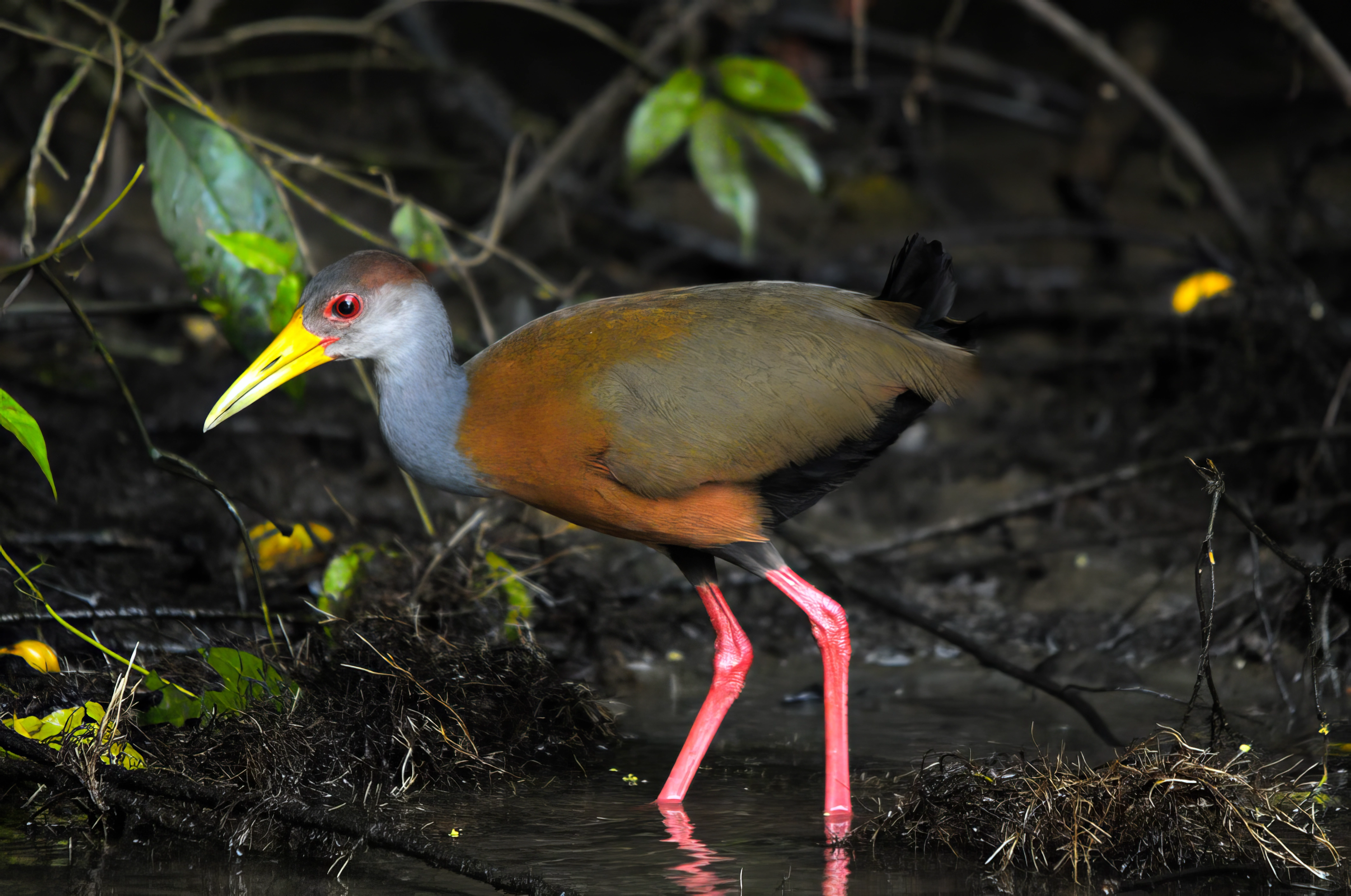 Tortuguero Canals