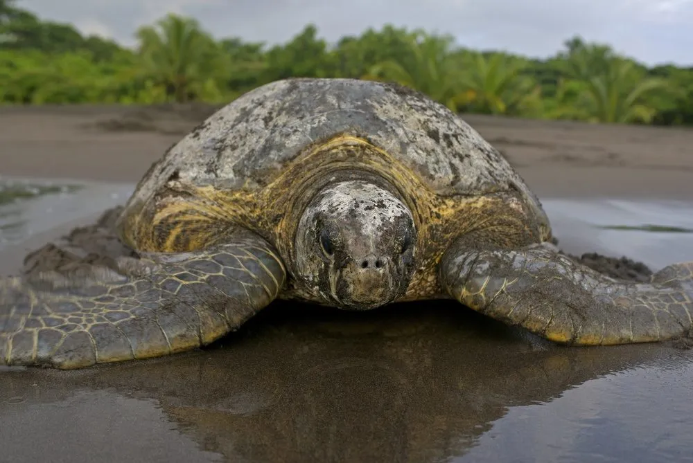 Sea Turtle Conservancy
