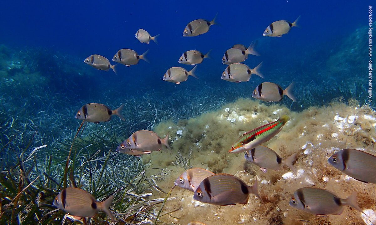 Your experience at Snorkeling in Sicily
