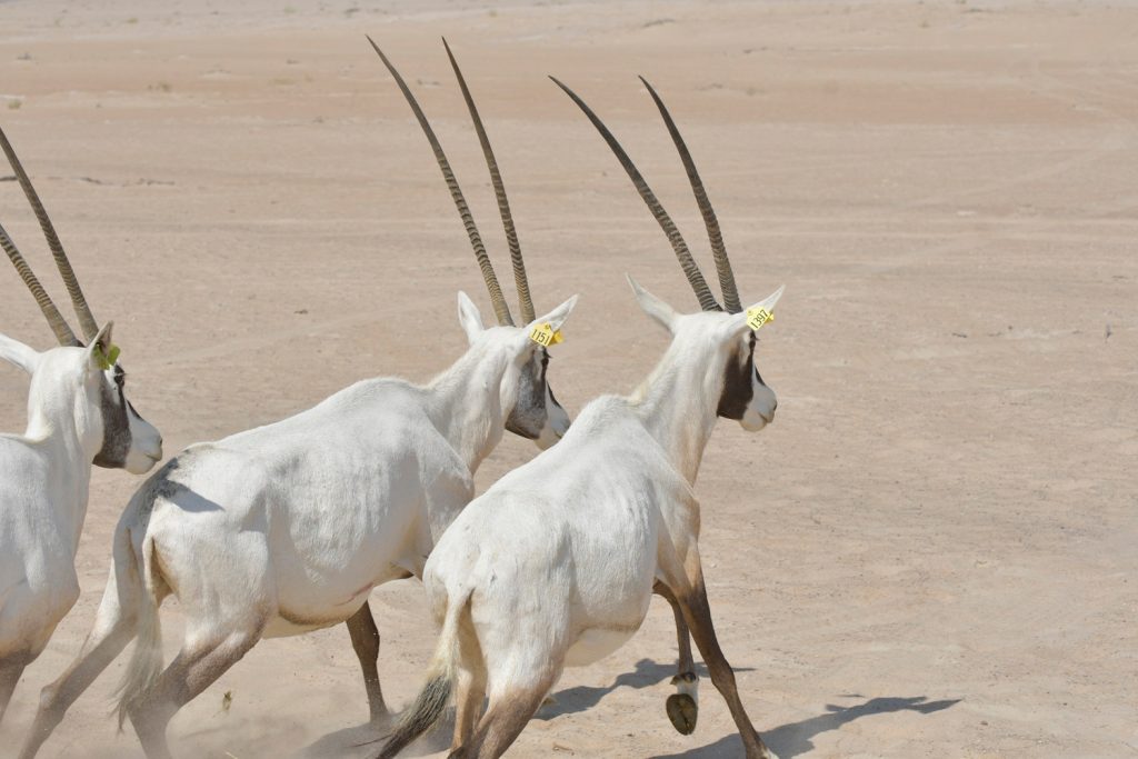 Arabian Oryx Habitat