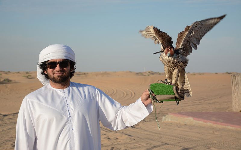 Falconry Display