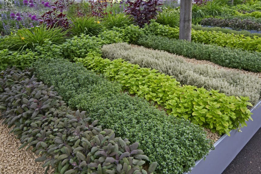 Traditional Herb Garden