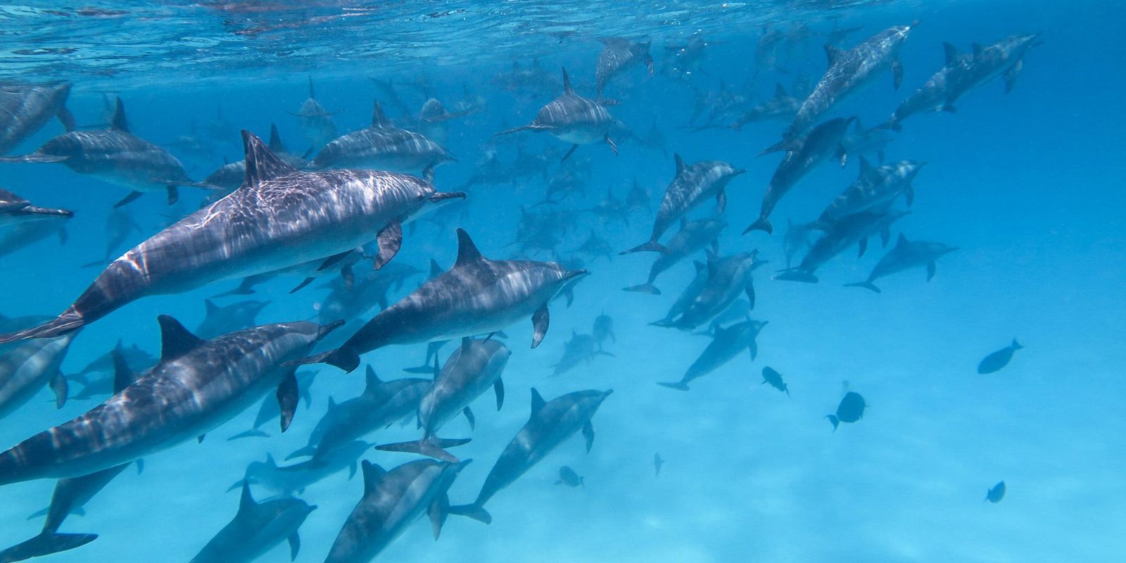 Sataya Reef