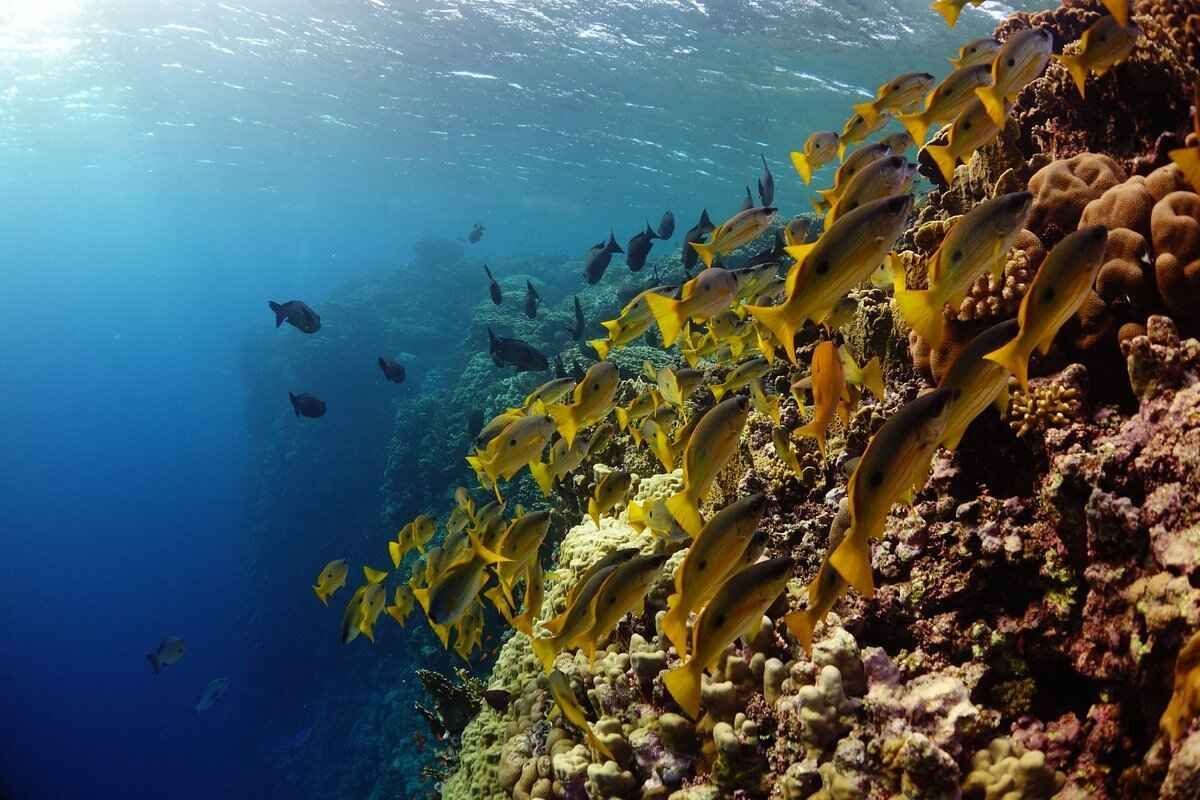 Marsa Alam Snorkeling in the Red Sea