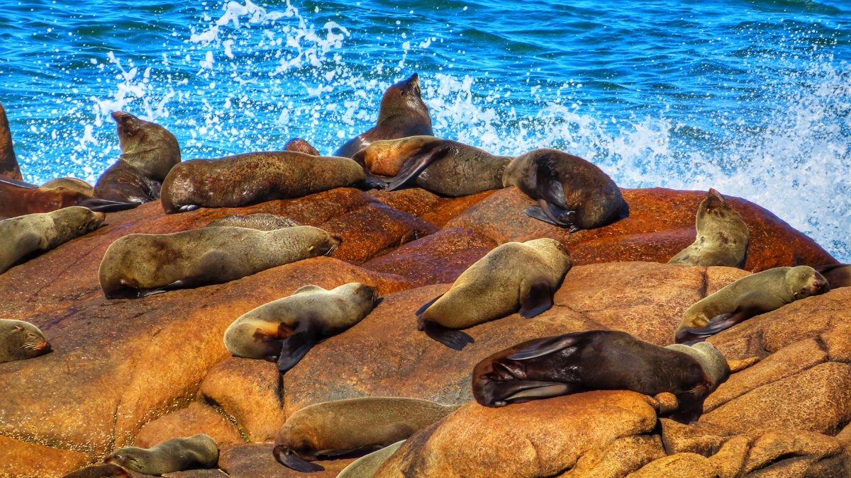 Sea Lion Colony