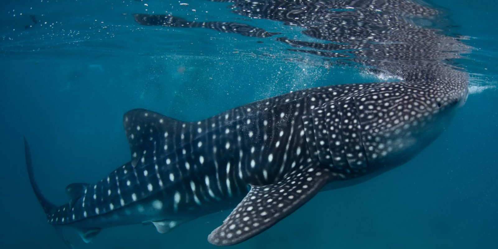 Donsol Whale Shark Interaction Experience