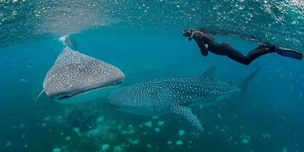 Your experience at Donsol Whale Shark Interaction