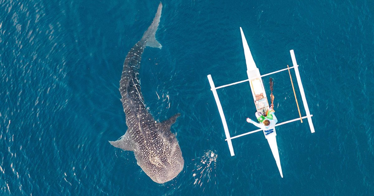 Donsol Whale Shark Interaction