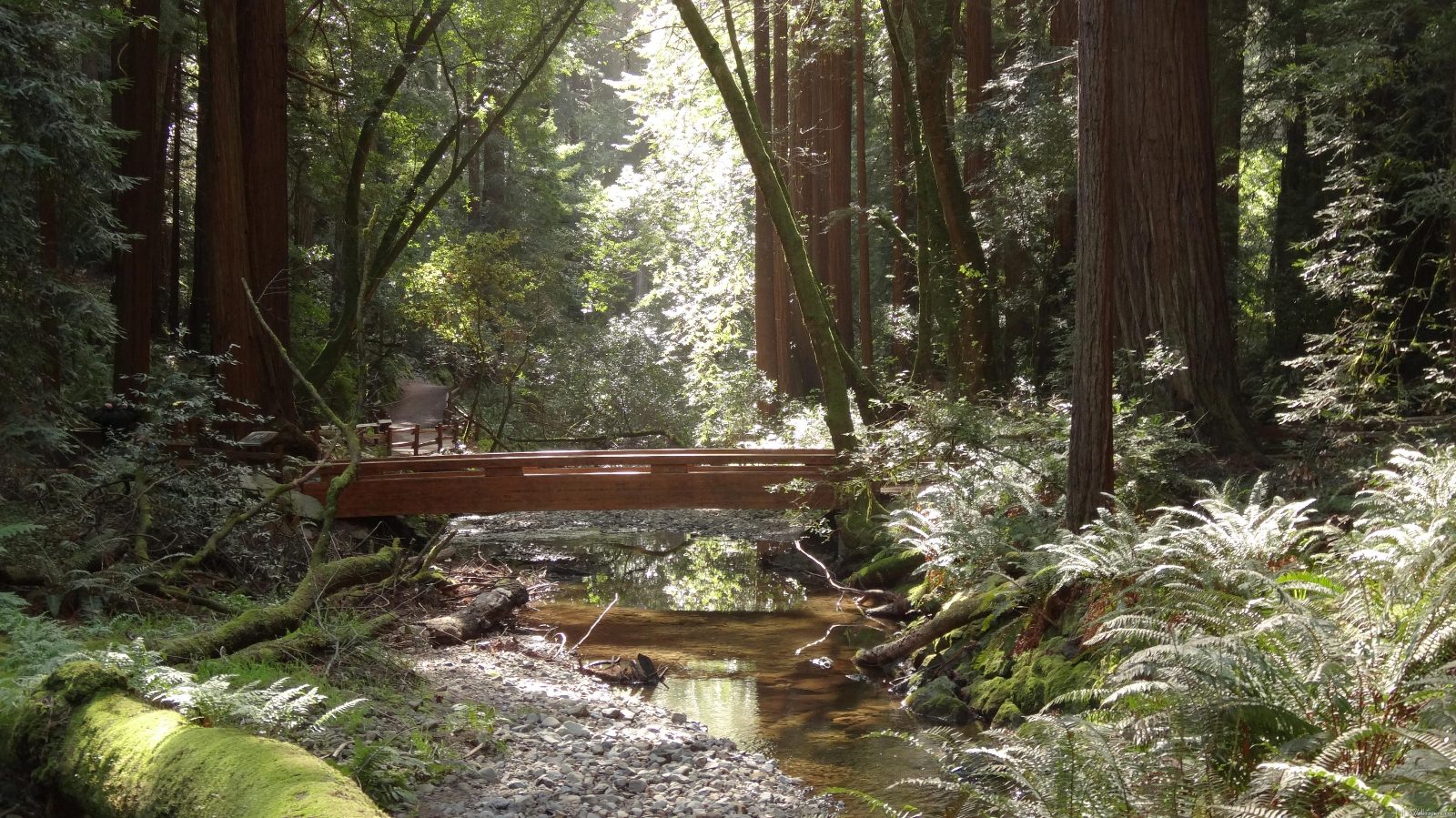 Bridge 4