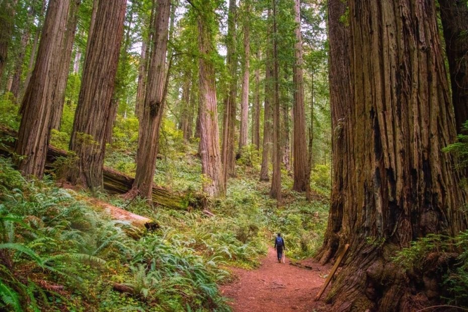 Redwood Creek Main Trail