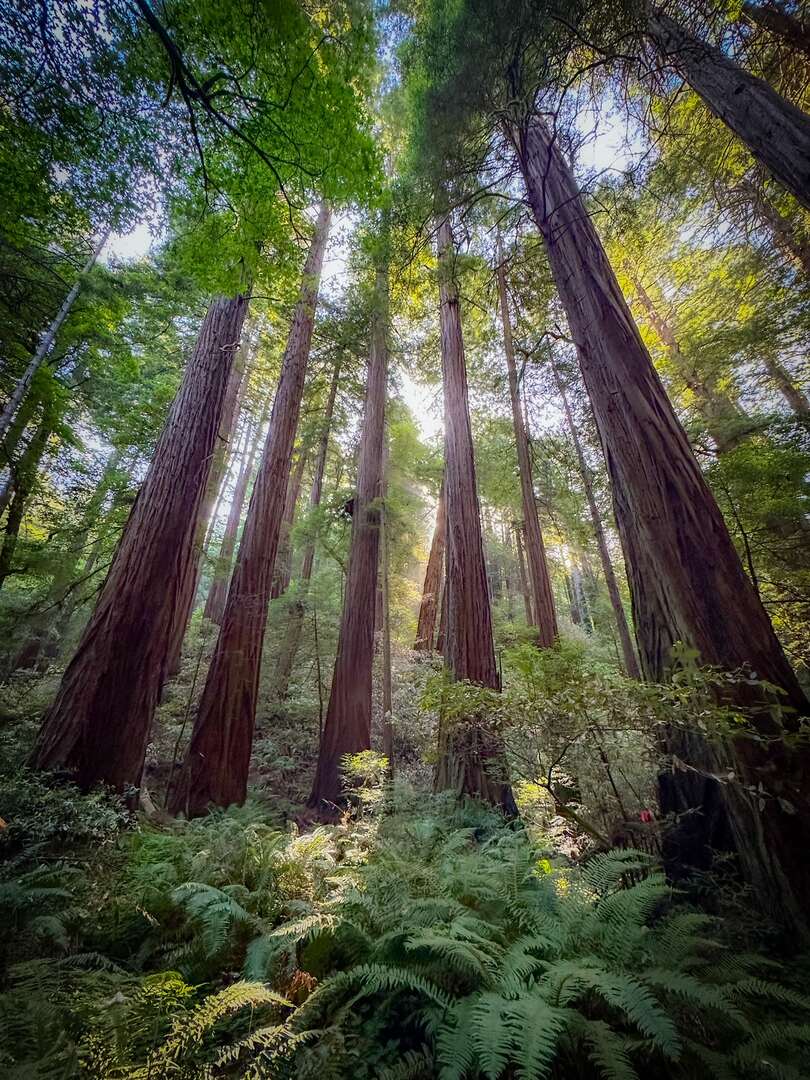 Bridge 3 / Cathedral Grove