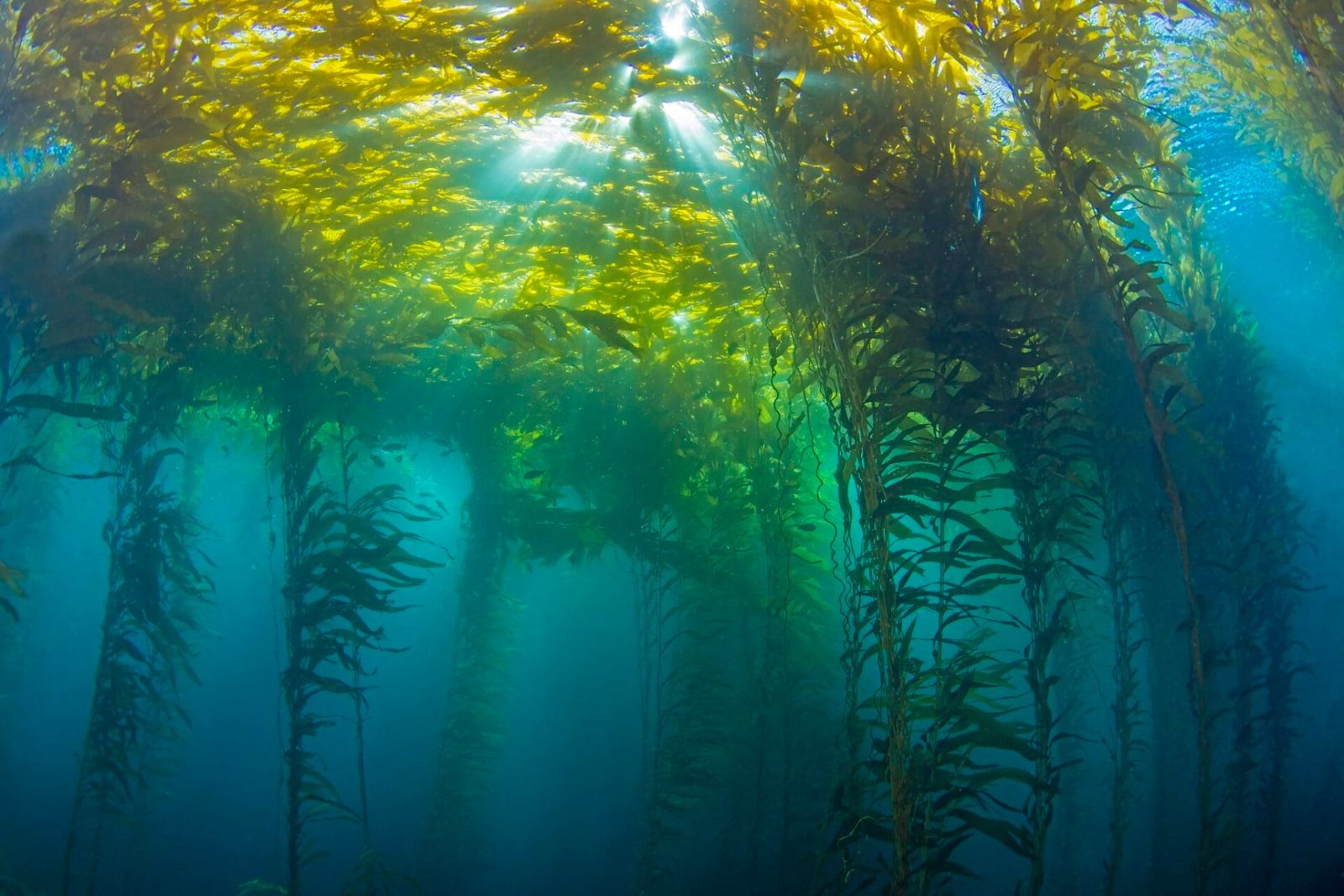 Explore Scuba Diving Sydney