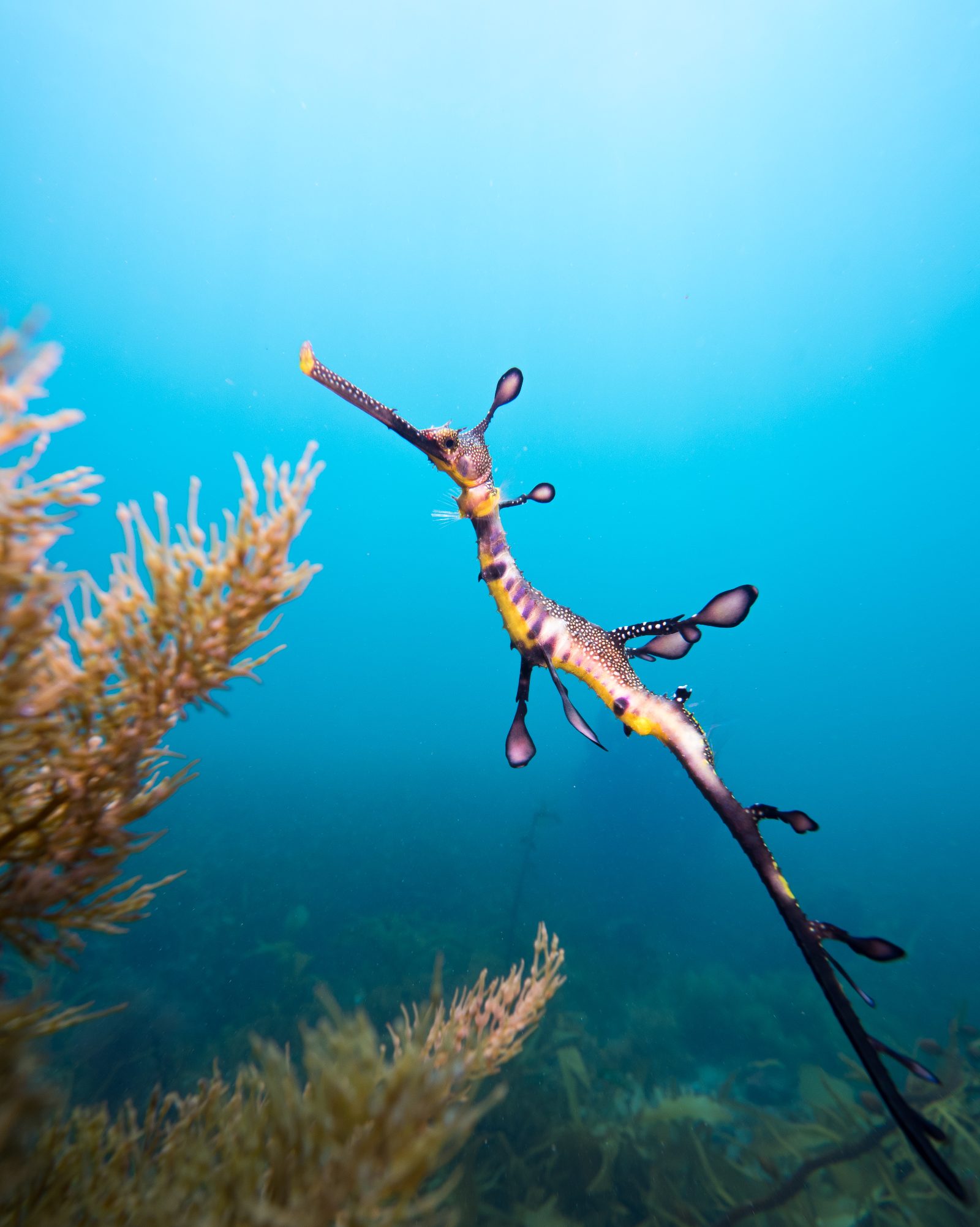 Your experience at Scuba Diving Sydney
