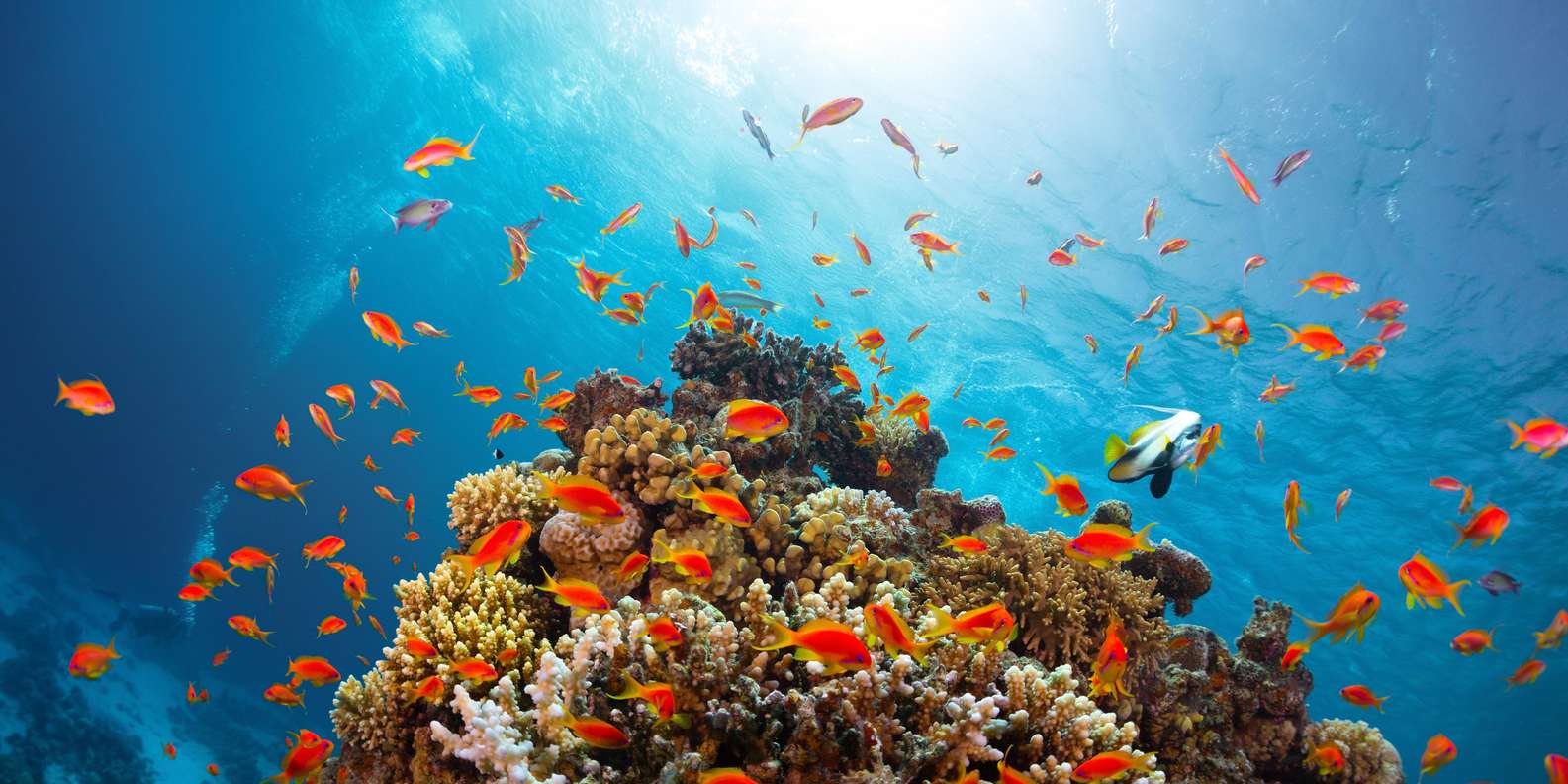 Snorkeling Session