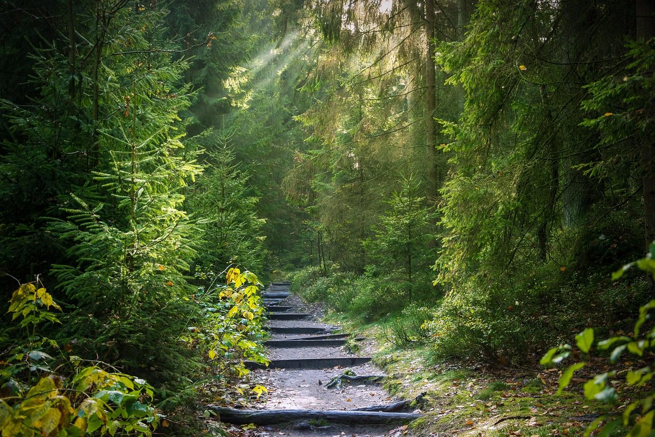 Sentieri forestali fangosi
