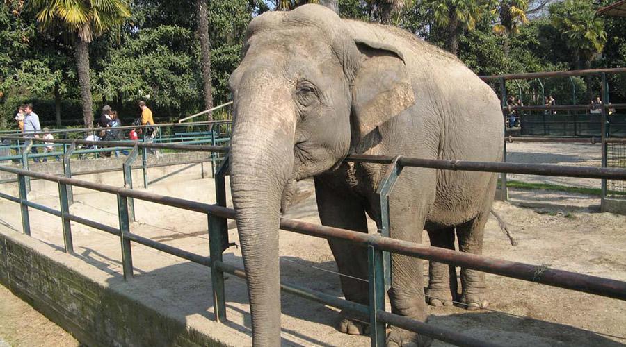Zoo di Napoli