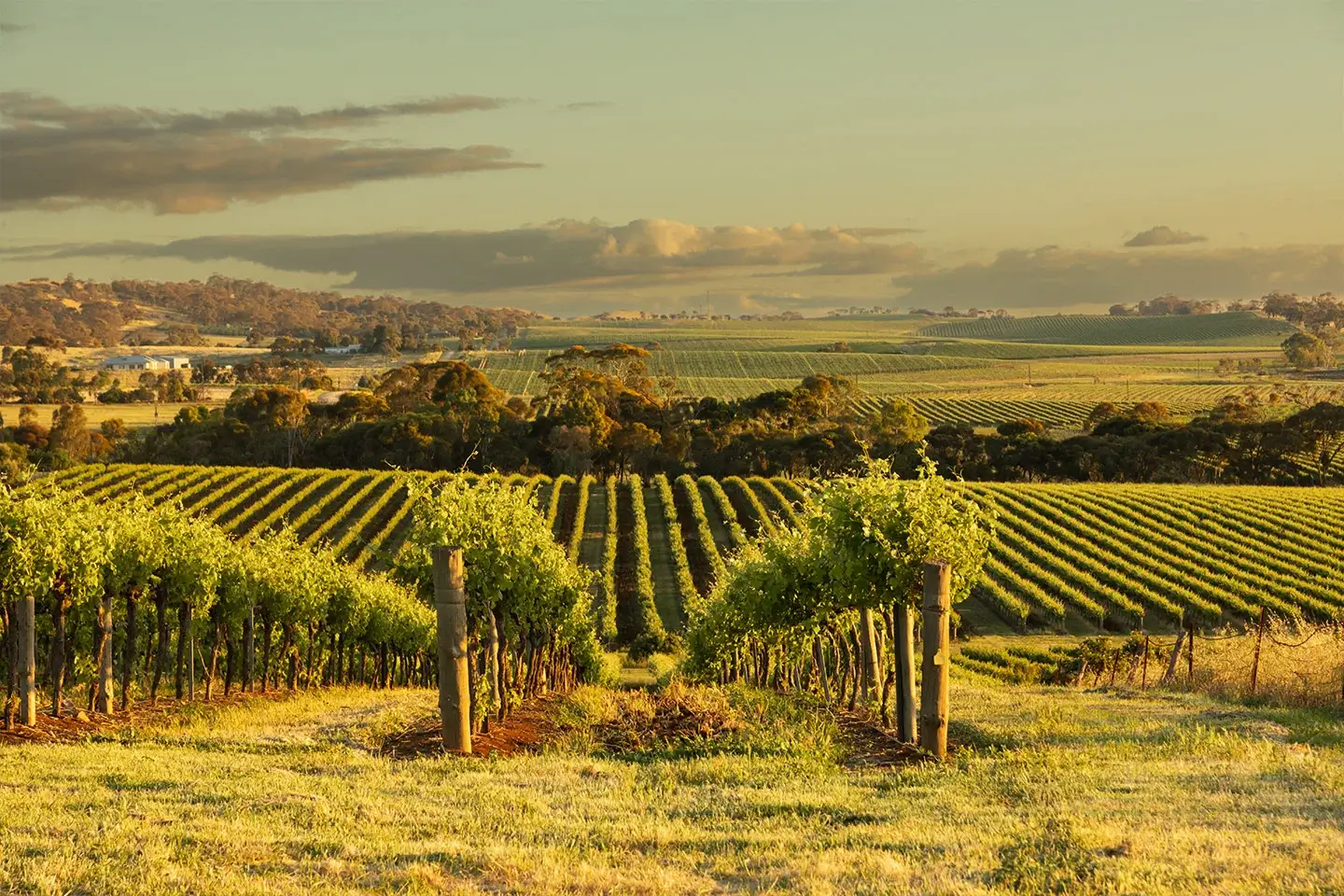 Clare Valley Tours