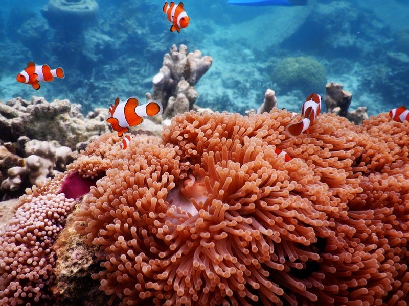 Nemo Garden