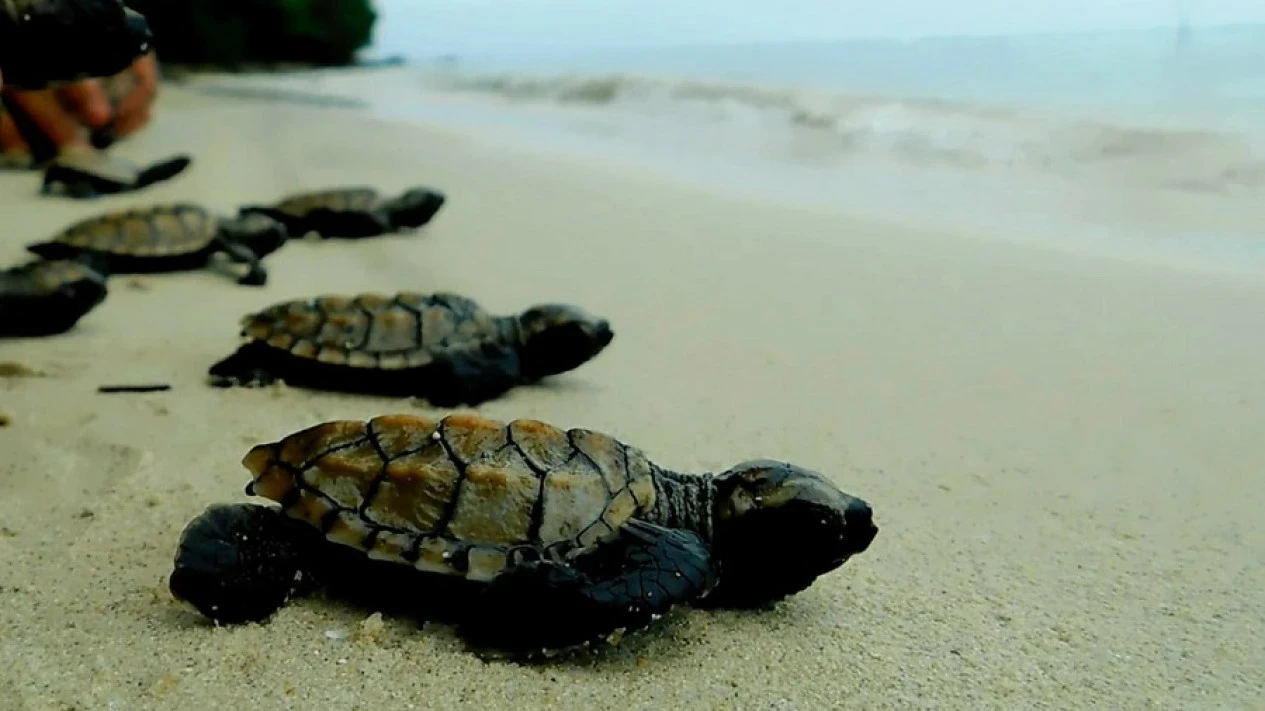 Turtle Point