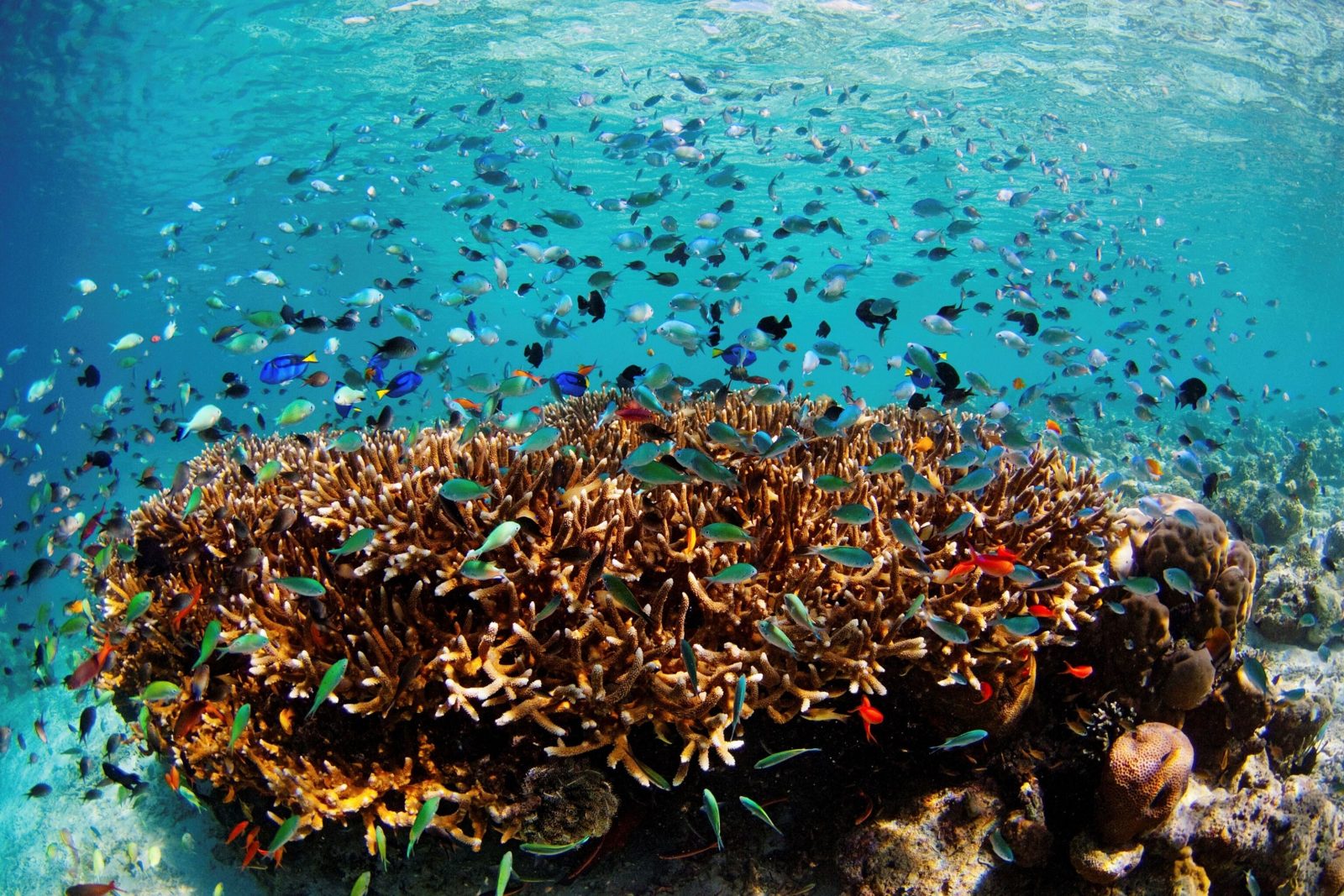 Your experience at Island Hopping Kota Kinabalu