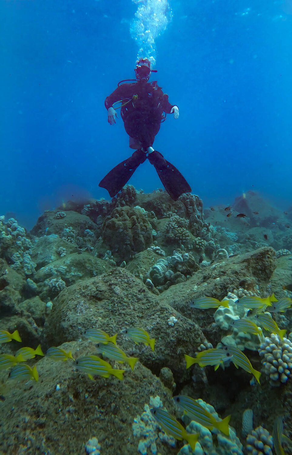 Your experience at Scuba Diving Kauai