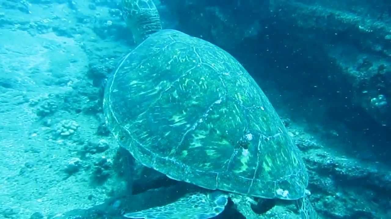 Turtle Bluffs