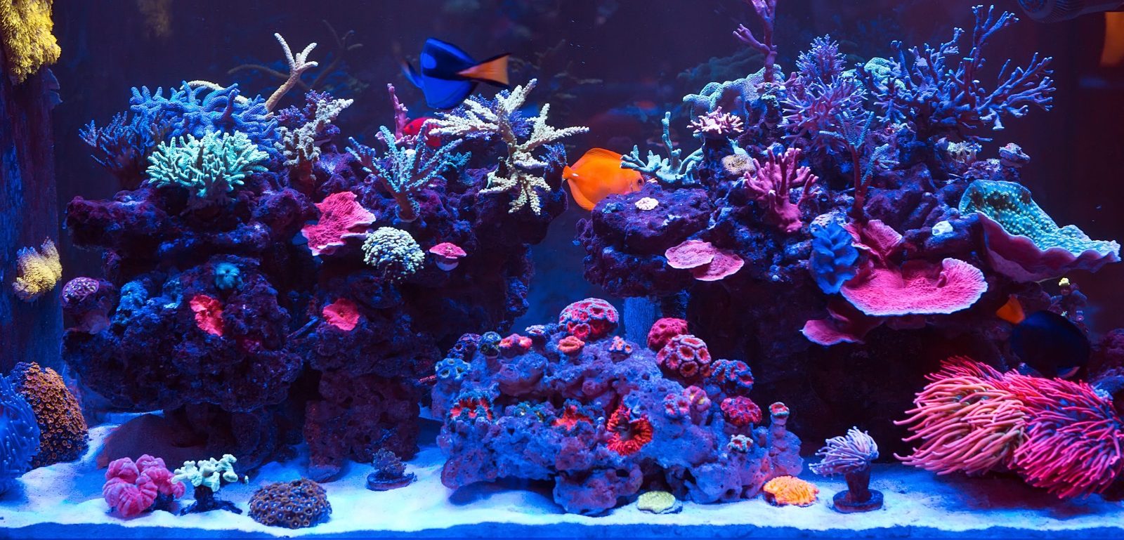 General Store Reef