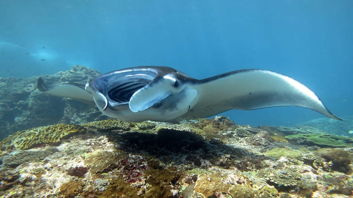 Manta Point