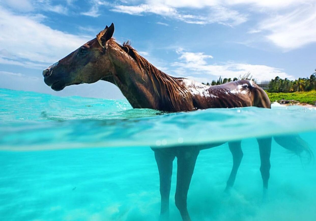 Horseback Riding Nassau Bahamas at Happy Trails