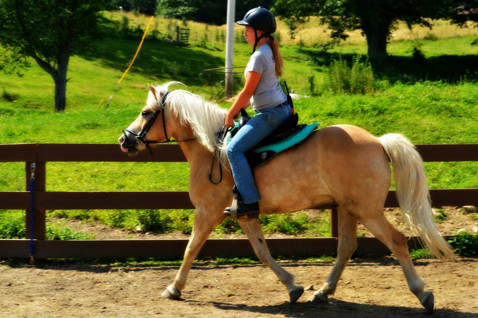 Your experience at Horseback Riding Nassau Bahamas