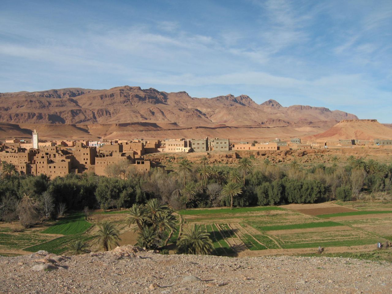 Ziz Valley Palm Grove