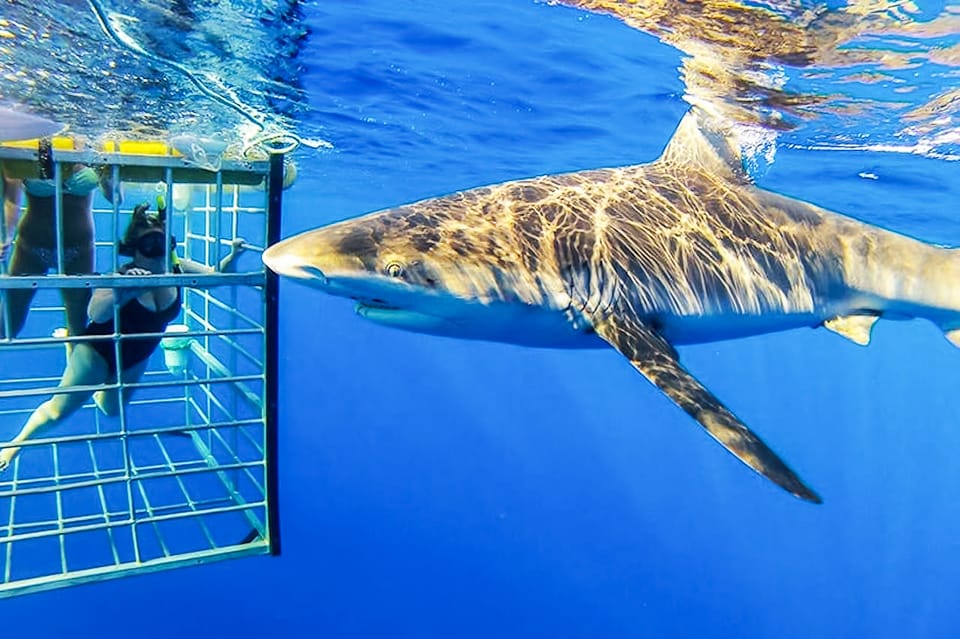 Shark Diving in Oahu