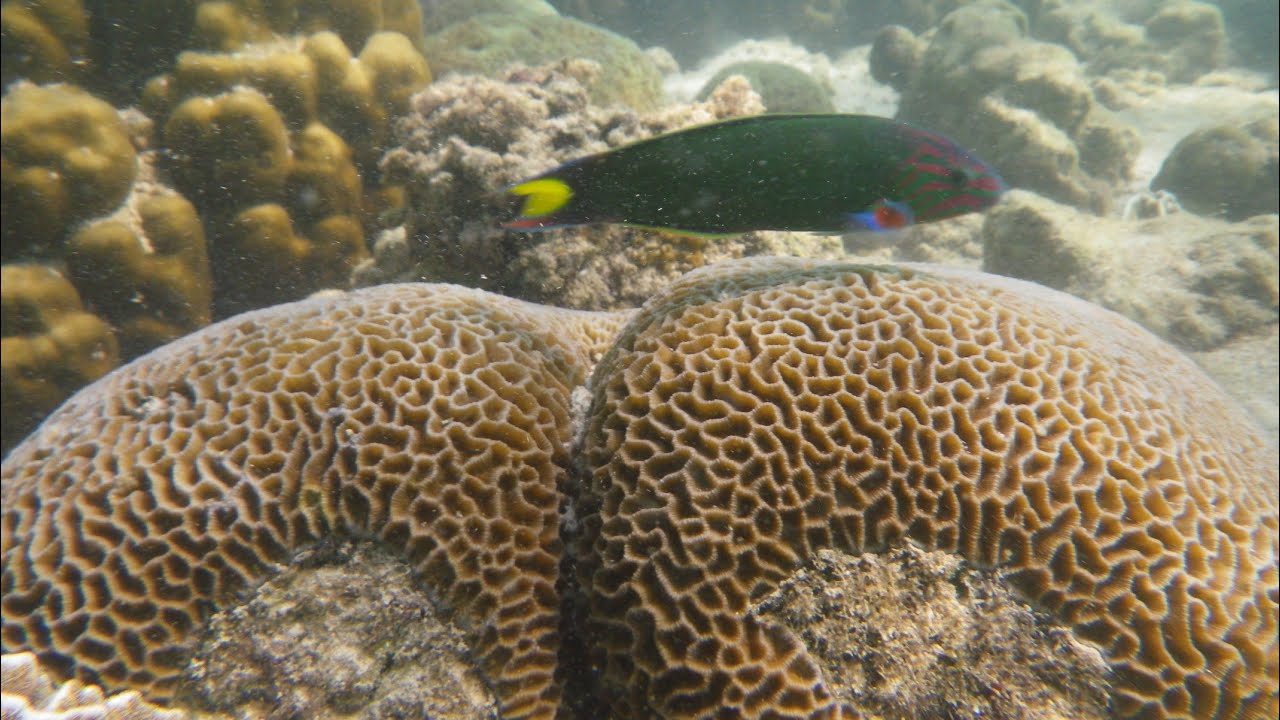 Sapi Island Reef