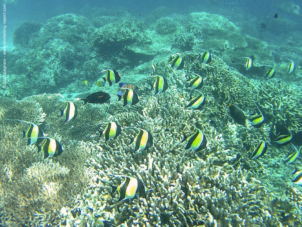 Your experience at Snorkeling in Malaysia